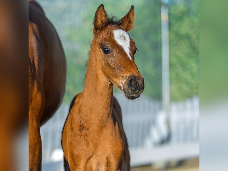 Duitse rijpony Hengst Veulen (07/2026) Falbe in Mnster-Handorf