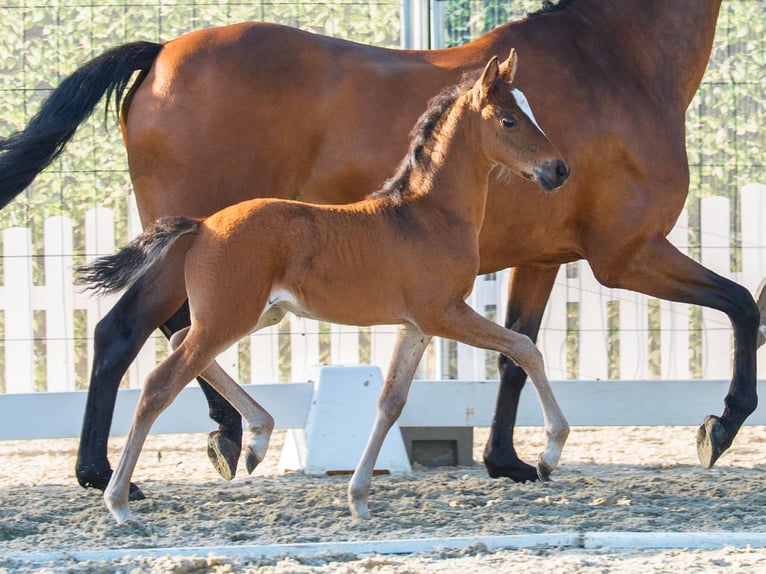 Duitse rijpony Hengst Veulen (07/2026) Falbe in Mnster-Handorf