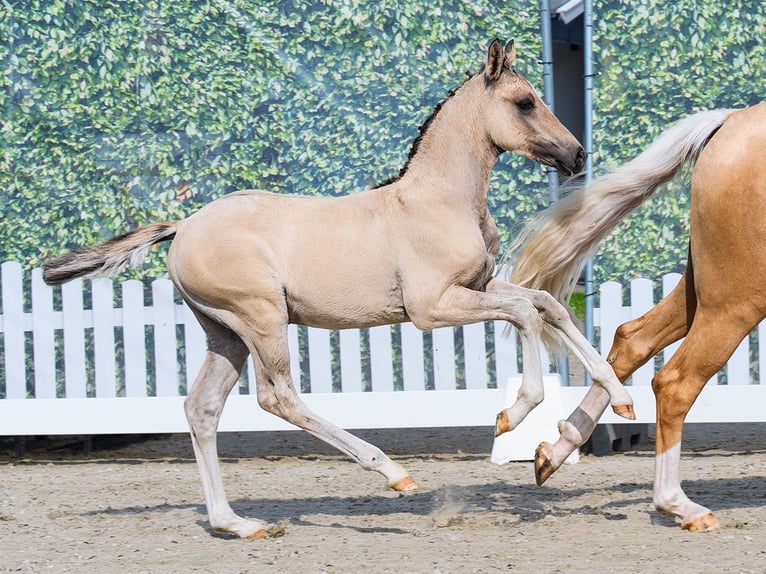 Duitse rijpony Hengst Veulen (04/2026) Falbe in Mnster-Handorf