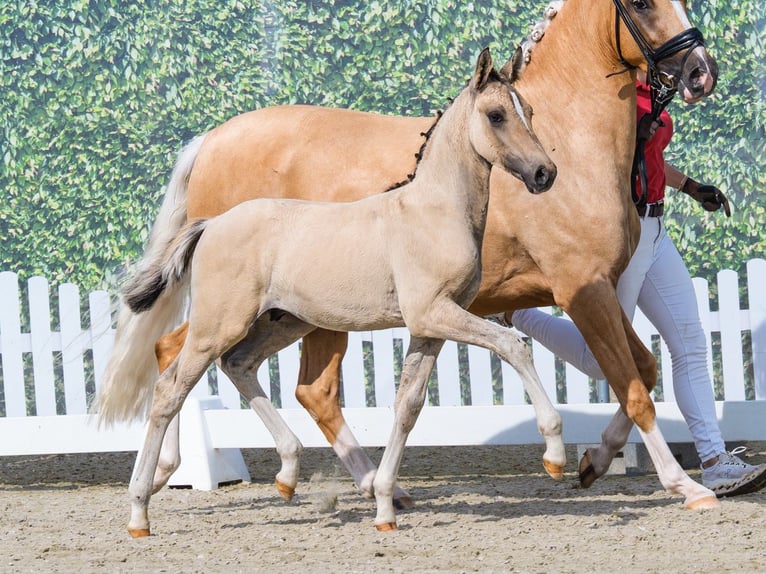 Duitse rijpony Hengst Veulen (04/2026) Falbe in Mnster-Handorf