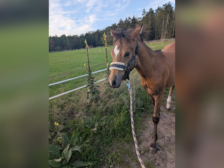 Duitse rijpony Hengst Veulen (03/2026) Falbe in Geeste