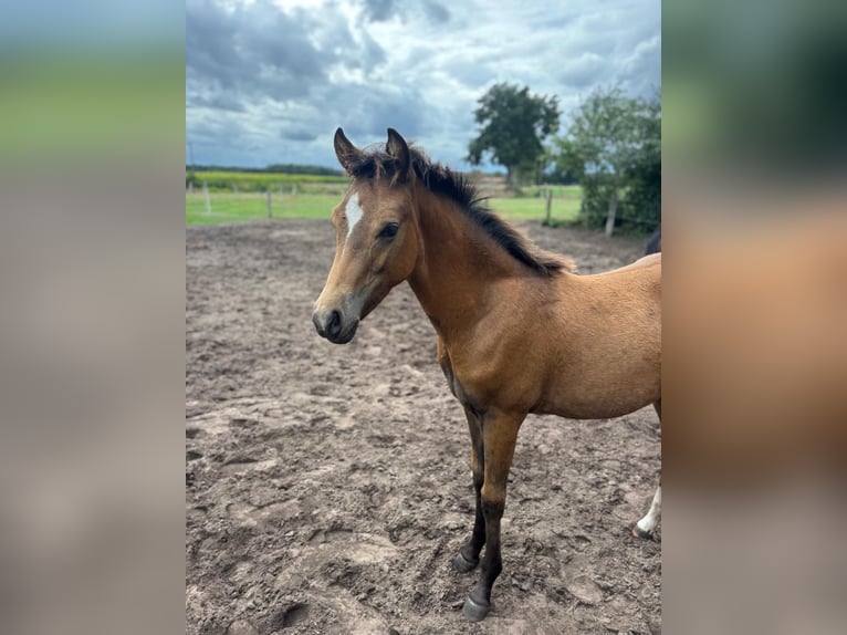 Duitse rijpony Hengst Veulen (03/2026) Falbe in Geeste
