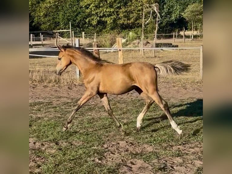 Duitse rijpony Hengst Veulen (03/2026) Falbe in Geeste