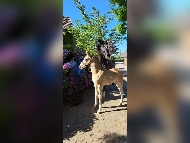 Duitse rijpony Hengst veulen (04/2024) Falbe in Hamburg