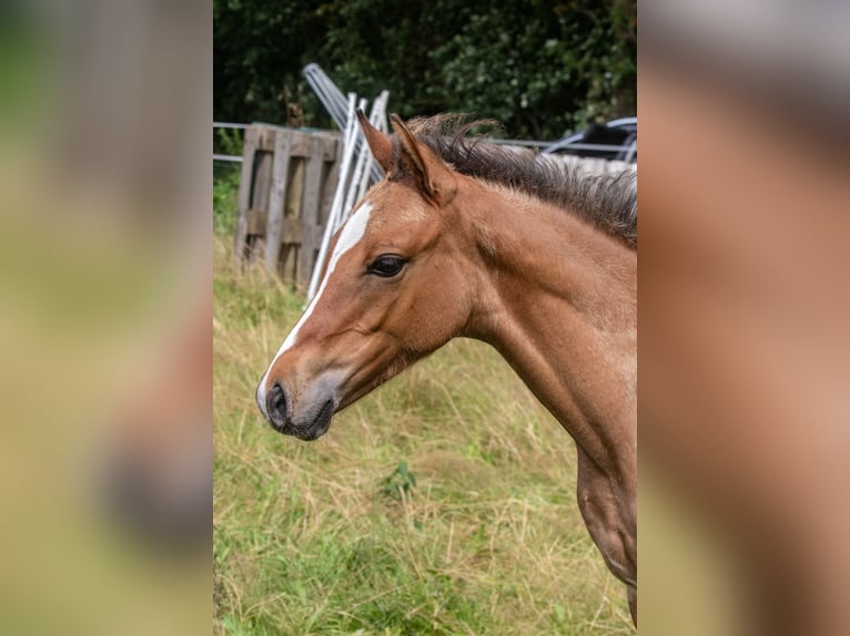 Duitse rijpony Hengst veulen (04/2024) Falbe in Hohenlockstedt