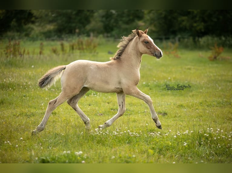 Duitse rijpony Hengst veulen (04/2024) Falbe in Hohenlockstedt