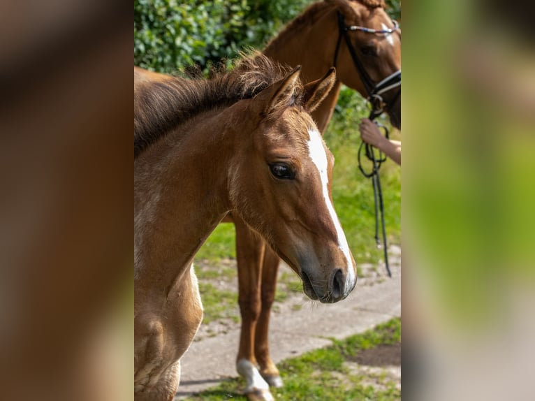 Duitse rijpony Hengst veulen (04/2024) Falbe in Hohenlockstedt