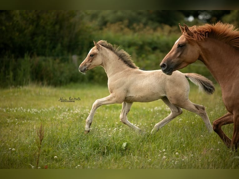 Duitse rijpony Hengst veulen (04/2024) Falbe in Hohenlockstedt