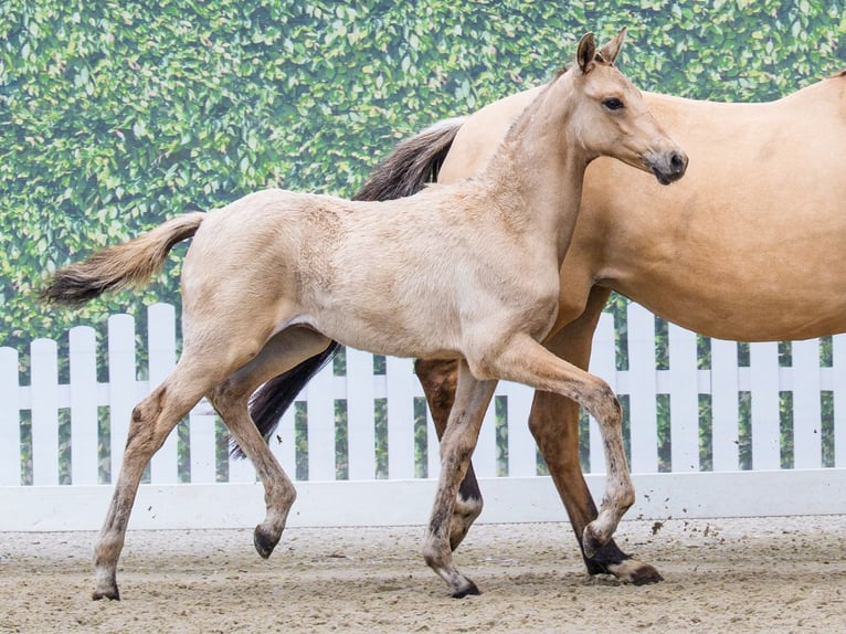 Duitse rijpony Hengst Veulen (03/2026) Falbe in Mnster-Handorf