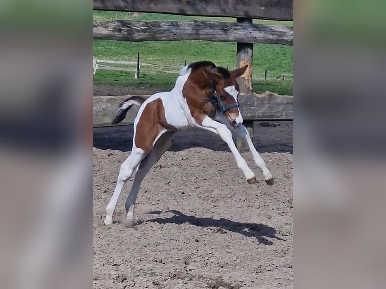 Duitse rijpony Hengst Veulen (04/2026) Gevlekt-paard in Ritterhude
