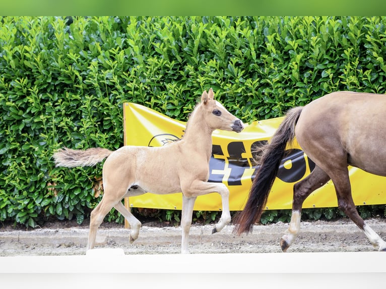 Duitse rijpony Hengst veulen (05/2024) Grullo in Rosendahl