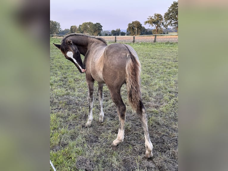 Duitse rijpony Hengst veulen (05/2024) Grullo in Rosendahl