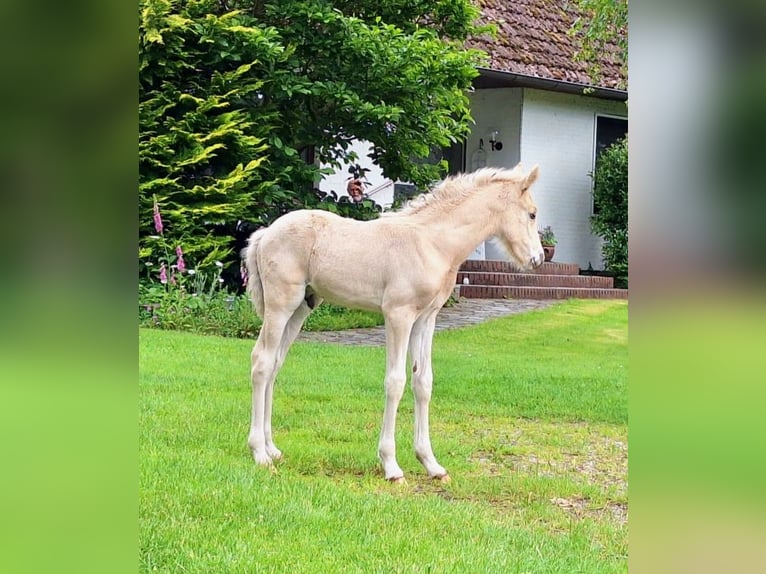Duitse rijpony Hengst Veulen (05/2025) Palomino in Linnau