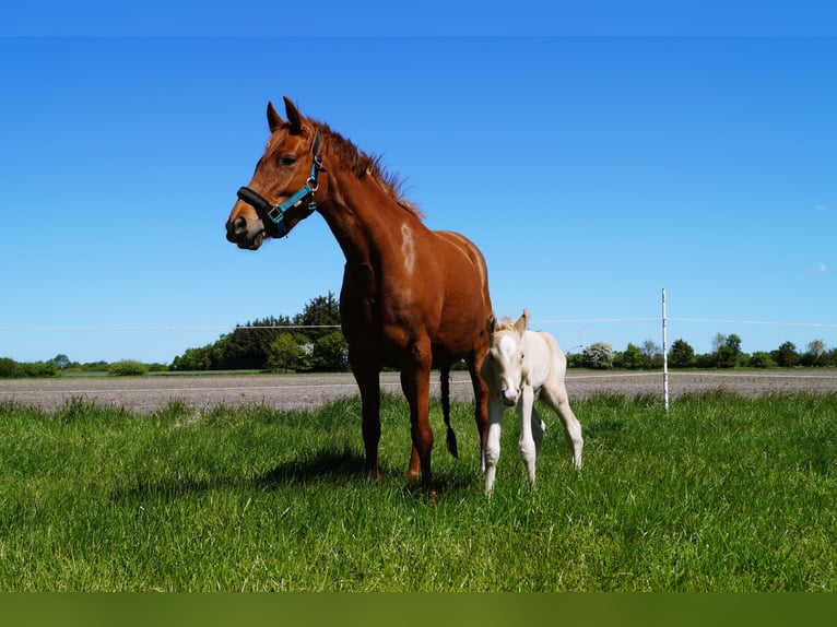 Duitse rijpony Hengst Veulen (05/2025) Palomino in Linnau