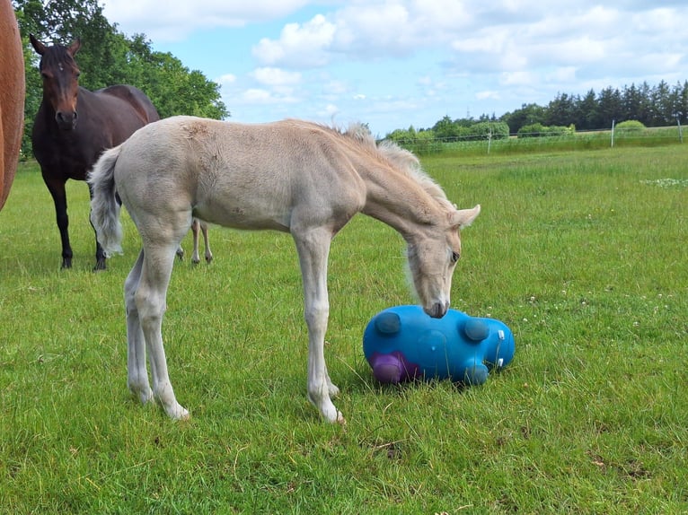 Duitse rijpony Hengst Veulen (05/2025) Palomino in Linnau