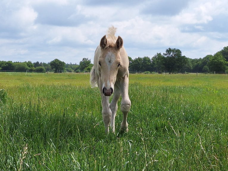 Duitse rijpony Hengst Veulen (05/2025) Palomino in Linnau