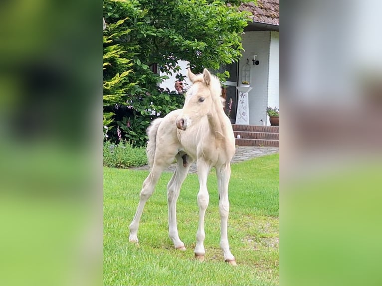 Duitse rijpony Hengst Veulen (05/2025) Palomino in Linnau