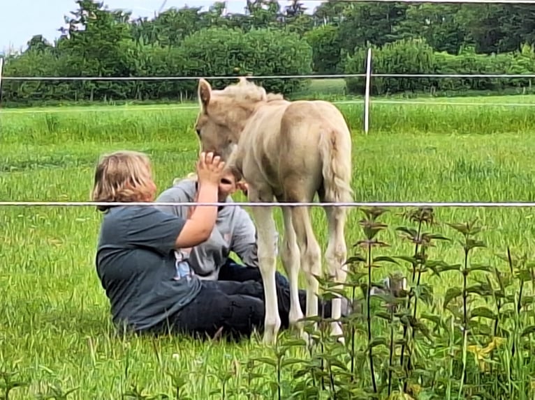 Duitse rijpony Hengst Veulen (05/2025) Palomino in Linnau