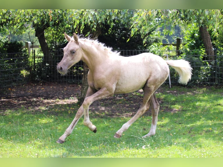 Duitse rijpony Hengst Veulen (04/2026) Palomino in Ritterhude