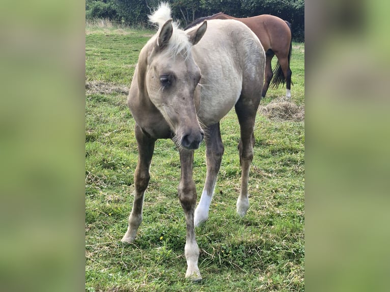 Duitse rijpony Hengst Veulen (04/2026) Palomino in Ritterhude