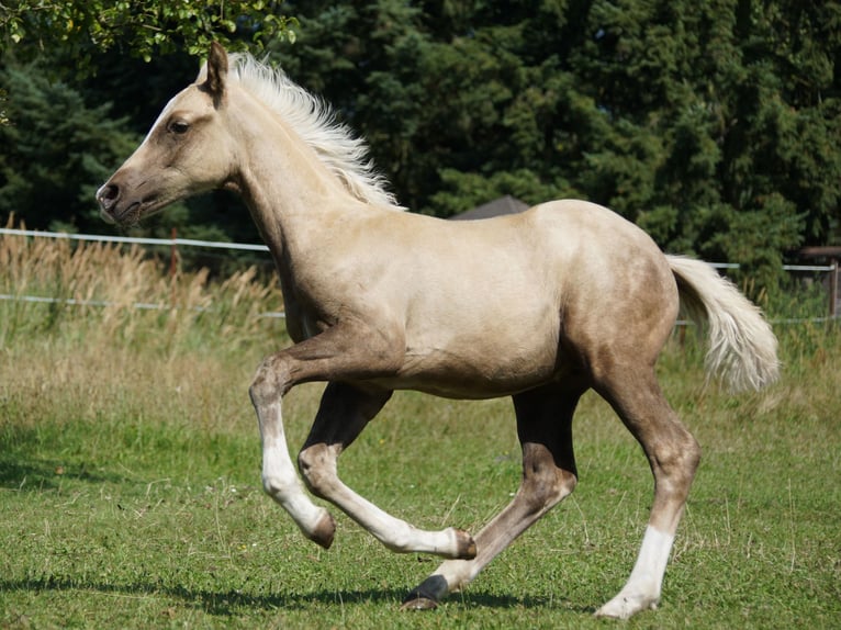 Duitse rijpony Hengst  Palomino in Spreenhagen