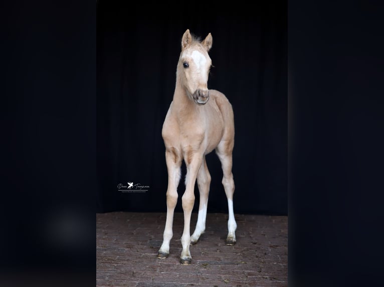 Duitse rijpony Hengst  Palomino in Neuenkirchen-Vörden
