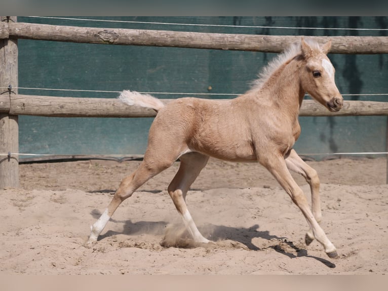 Duitse rijpony Hengst  Palomino in Neuenkirchen-Vörden