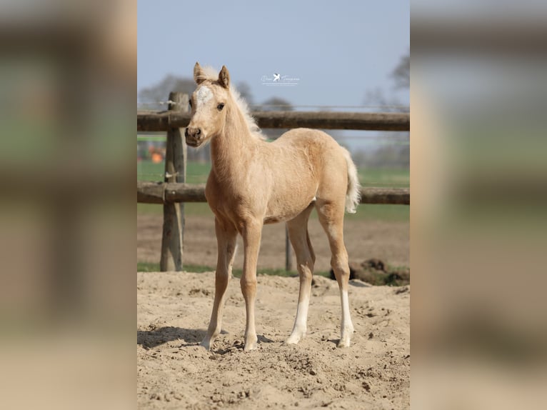 Duitse rijpony Hengst  Palomino in Neuenkirchen-Vörden