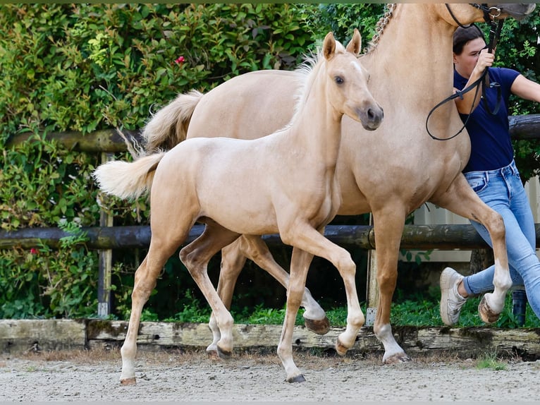 Duitse rijpony Hengst veulen (06/2024) Palomino in Gersten