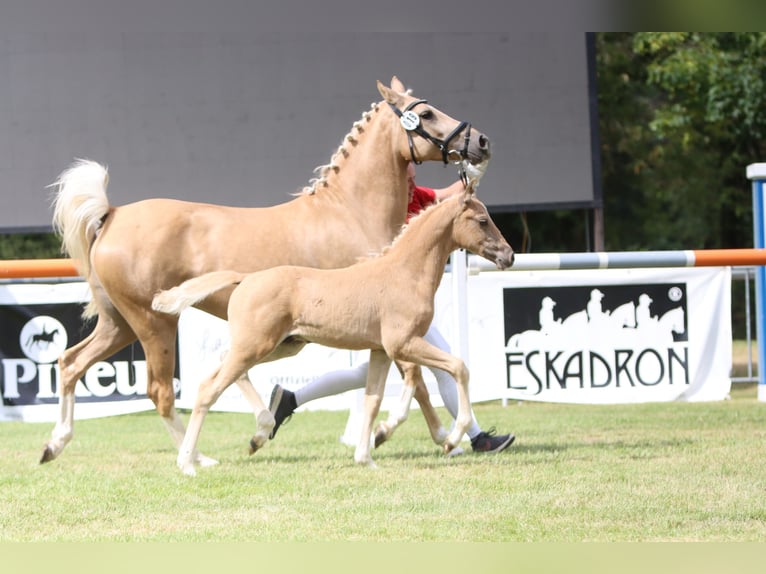 Duitse rijpony Hengst Veulen (05/2026) Palomino in Lübbecke
