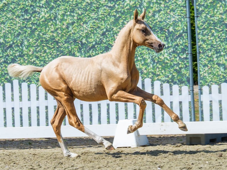 Duitse rijpony Hengst Veulen (03/2026) Palomino in Mnster-Handorf