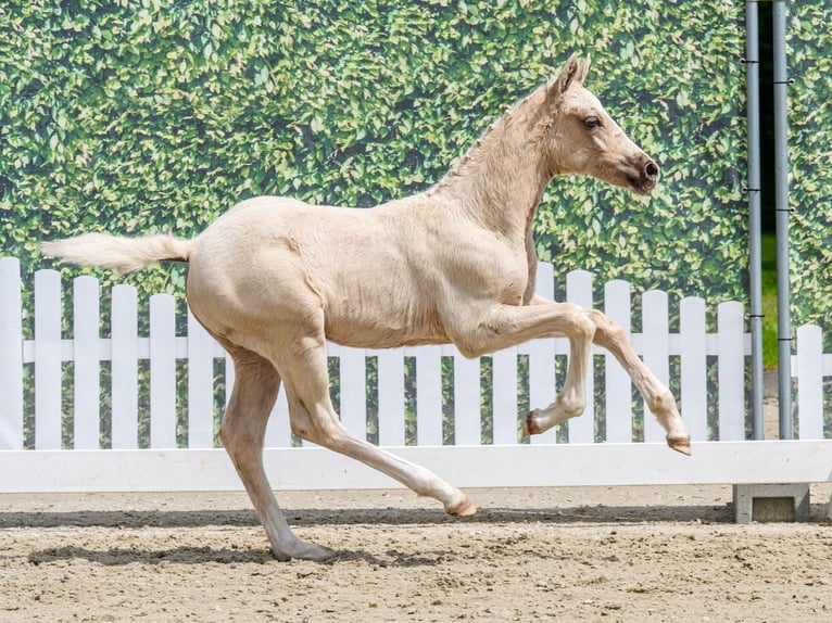 Duitse rijpony Hengst Veulen (03/2026) Palomino in Mnster-Handorf