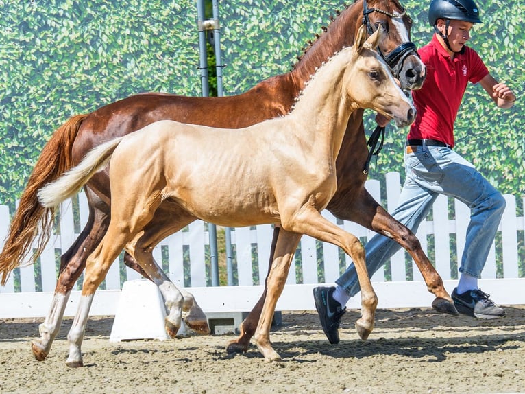 Duitse rijpony Hengst Veulen (03/2026) Palomino in Mnster-Handorf