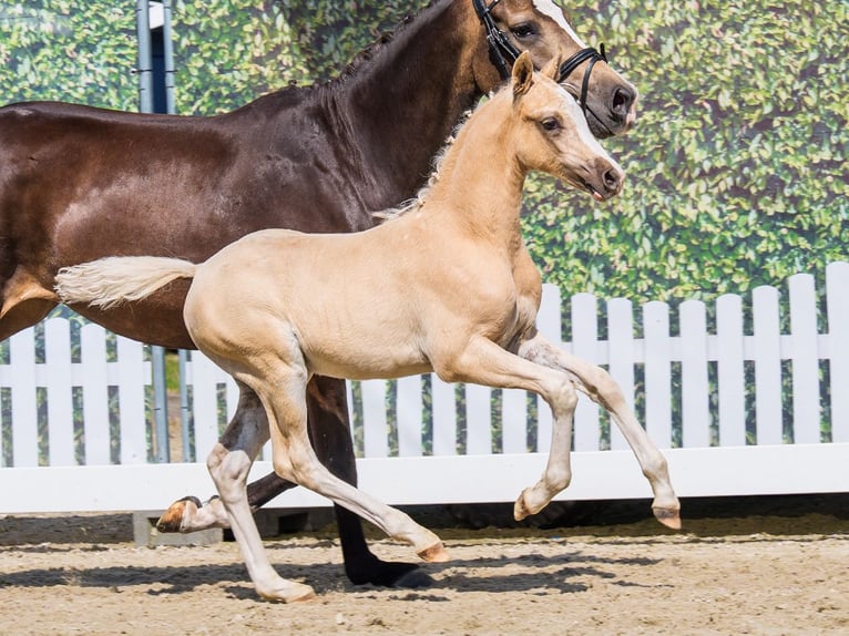 Duitse rijpony Hengst Veulen (04/2026) Palomino in Mnster-Handorf