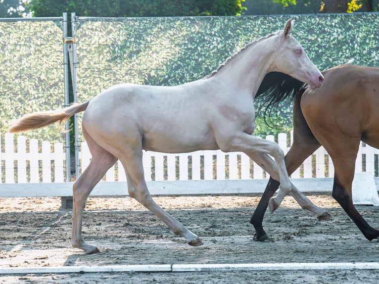 Duitse rijpony Hengst Veulen (04/2025) Palomino in M&#xFC;nster-Handorf