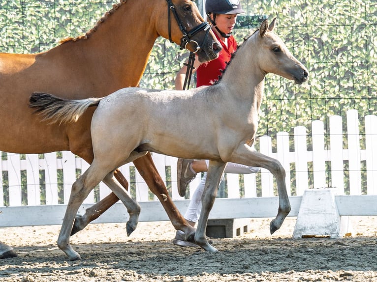 Duitse rijpony Hengst Veulen (05/2025) Palomino in M&#xFC;nster-Handorf