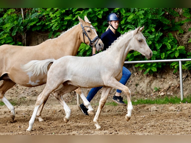 Duitse rijpony Hengst Veulen (03/2026) Palomino in Schwanewede