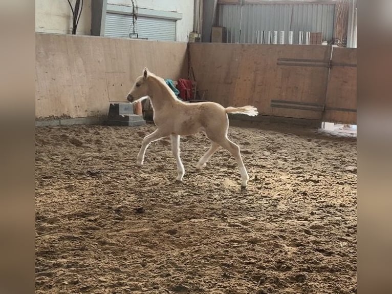 Duitse rijpony Hengst Veulen (03/2026) Palomino in Achim