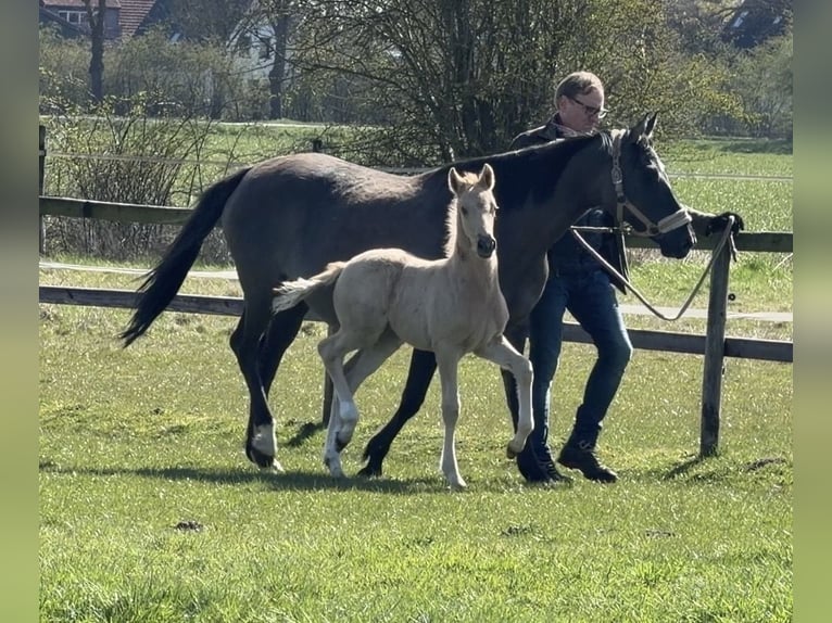 Duitse rijpony Hengst Veulen (03/2026) Palomino in Achim