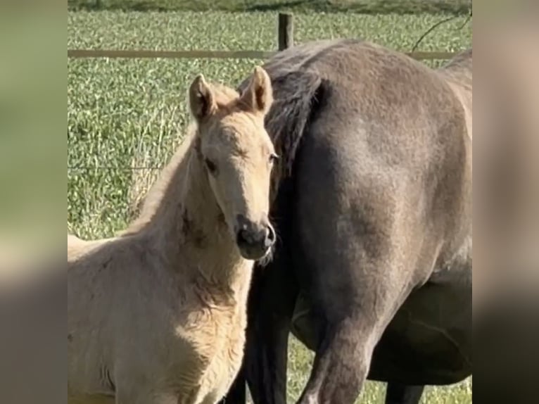 Duitse rijpony Hengst Veulen (01/2026) Palomino in Achim