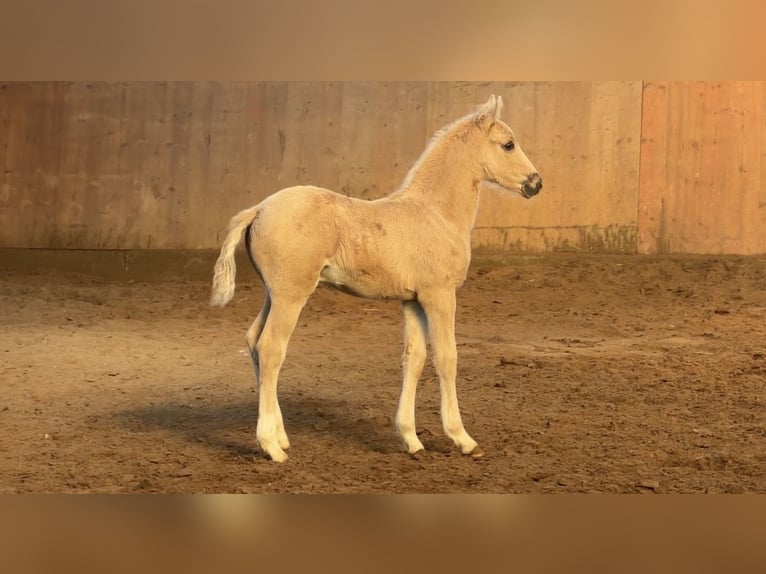 Duitse rijpony Hengst Veulen (03/2026) Palomino in Achim