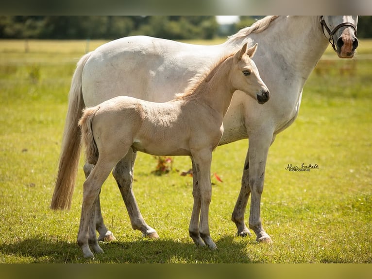 Duitse rijpony Hengst veulen (06/2024) Palomino in Hohenlockstedt