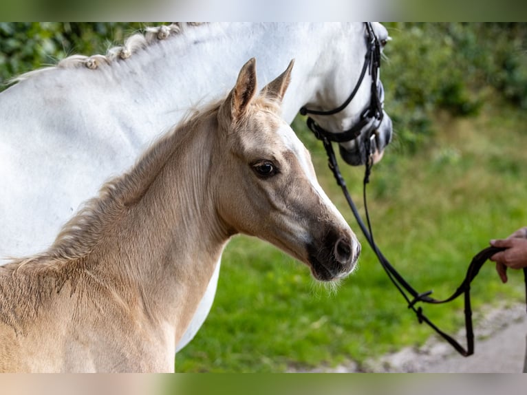 Duitse rijpony Hengst veulen (06/2024) Palomino in Hohenlockstedt