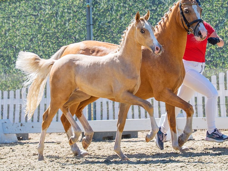 Duitse rijpony Hengst Veulen (04/2026) Palomino in Mnster-Handorf