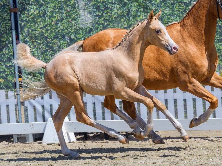 Duitse rijpony Hengst Veulen (04/2026) Palomino in Mnster-Handorf
