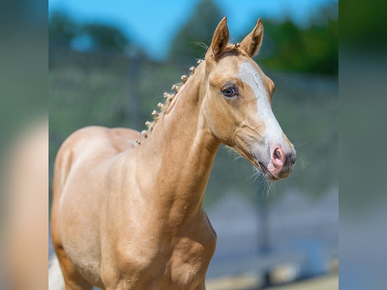 Duitse rijpony Hengst Veulen (04/2026) Palomino in Mnster-Handorf