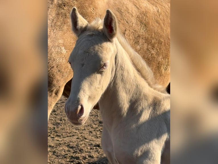 Duitse rijpony Hengst Veulen (03/2026) Perlino in Hanerau-Hademarschen