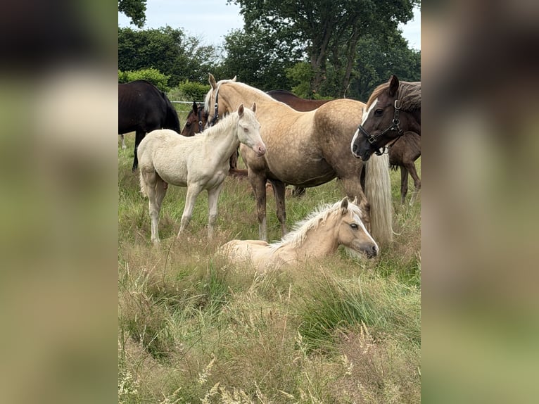 Duitse rijpony Hengst Veulen (03/2026) Perlino in Hanerau-Hademarschen