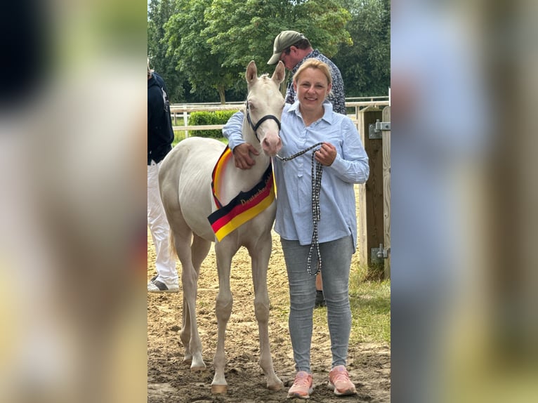 Duitse rijpony Hengst veulen (03/2024) Perlino in Lippetal