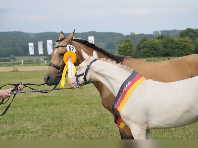 Duitse rijpony Hengst veulen (03/2024) Perlino in Lippetal